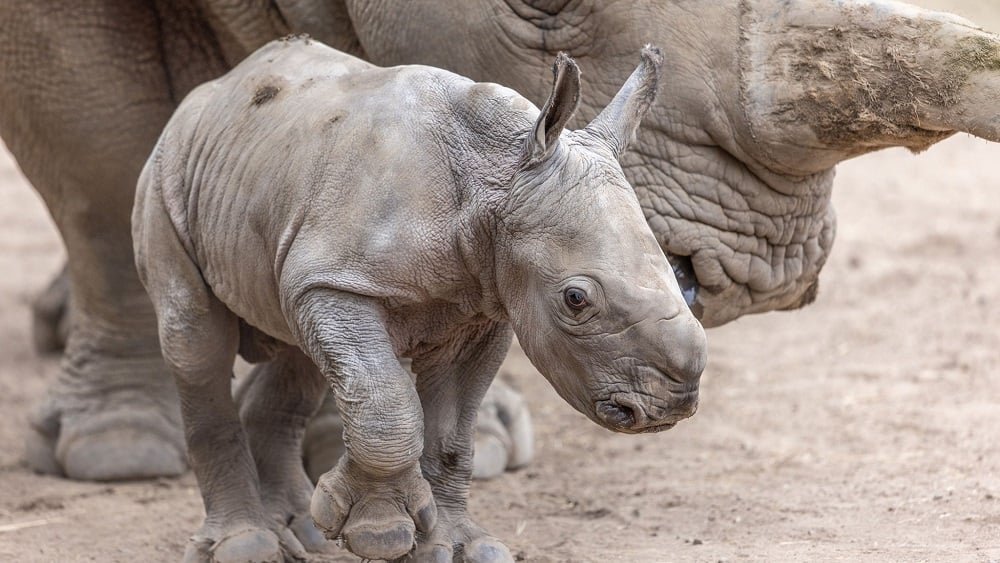 California Wildlife Refuge Names White Rhino Calf After Ozzy Osbourne